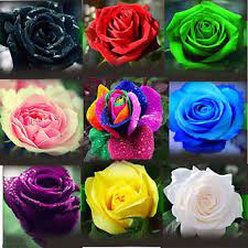 Which flowers grow in different colours. Buy Rose Flower 9 Different Colours 5 Seeds Each 45 Seeds Online Get 57 Off