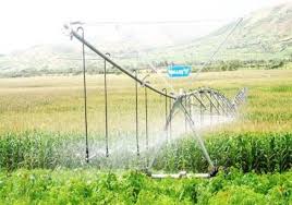 Image result for Mimulopsis excellens