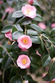 Collecting Camellias And Memories Camellia Japanese Garden Design Creative Gardening