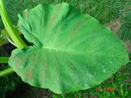I can also die if grown in an unsuitable climate. I Need Your Help Hometalk