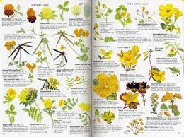 Wildflowers plant with yellow flowers identification uk. Wild Flowers By Colour By Marjorie Blamey Waterstones