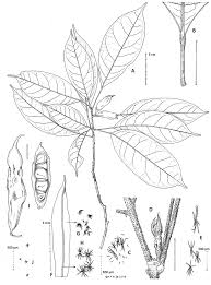 Image result for Sericanthe leonardii