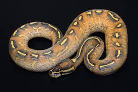 Exotics By Nature Ball Python Baby Ball Python Snake Lovers