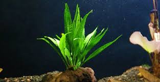 13 Best Aquarium Plants That Can Grow Without Substrate In 2020 Planted Aquarium Freshwater Aquarium Plants Plants