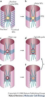 Due to this reason, continuous and stable cell division of callus is difficult. Not So Divided The Common Basis Of Plant And Animal Cell Division Nature Reviews Molecular Cell Biology