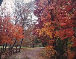 Norfolk Botanical Garden On Instagram Still Lots Of Fall Color To Carry Us Into December Nbg Norfolkbotanicalgarden Botanical Gardens Norfolk Fall Colors