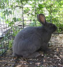 Update on some winterizing, babies and some babies grown up and how they are now. New Zealand Meat Rabbits Breeding Genetics Question Backyard Chickens Learn How To Raise Chickens