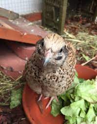 Se när en wachtel löser uppgiften exemplariskt och rensar höstsåddarna från fågel som skadar grödorna. Wachteln Im Garten Halten Und Pflegen
