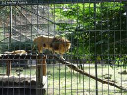 La gradina zoo gradina zoologica tirgu mures summer street no. GrÄƒdina Zoo Tirgu Mures Tirgu MureÈ™ Impresii PÄƒreri RecomandÄƒri GrÄƒdina Zoo Tirgu Mures Amfostacolo Amfostacolo