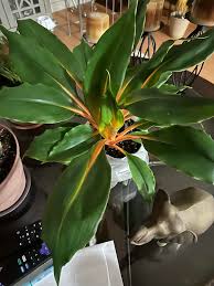 Image result for Chlorophytum filipendulum