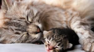 Cute Puppies And Kittens Wallpaper For Mobile Mother And Baby Cats 2064055 Hd Wallpaper Backgrounds Download I have posted them because i admire them. cute puppies and kittens wallpaper for