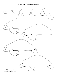 Step1 — in the very first step, we will draw the curved line for the upper boundary or the body of a manatee. Manatee Florida Drawing Lesson