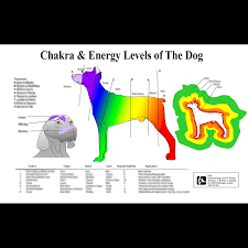 Petmassage Chart 7 Chakra Energy Levels Of The Dog Petmassage Training And Research Institute
