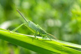 Check spelling or type a new query. How To Get Rid Of Grasshoppers In Your Lawn Myhometurf