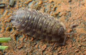 Ucieszyło to stonogę, więc ruszyła szybko w. Stonoga Murowa Oniscus Asellus Zdjecie Fotoblog Stach Hej Flog Pl