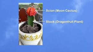 Grafting can be used to rescue a weak or dying plant or to speed up the growth of seedlings to the flowering stage. Practical Gardening Grafting Moon Cactus On Dragon Fruit Plant