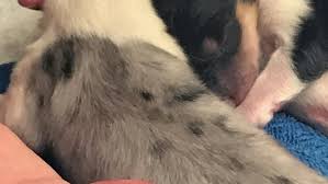 We welcome all adopters and aim to find a great match for every customer by providing as much information as we can about each animal, and ultimately allowing each adopter to make the final. Some Animals Seized From Maine Home Will Soon Be Up For Adoption At Animal Refuge League Wgme