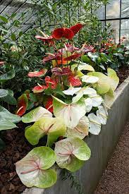 Pin On Anthurium