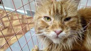 peticiya panchin sergej sergeevich proshu raspustit vystavochnuyu organizaciyu federaciya koshek change org zhivotnye koshki vystavki