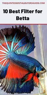 Best Filter For Betta In 2020 Betta Betta Fish Tank Betta Fish