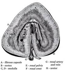 Equine Kidney Equines Animals Pet Care