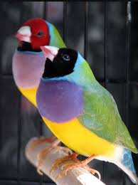 Olha Esse Colorido Free Variables Of A Closed Set Yuppie S Are Https Www Pinterest Com Pin Ad Aeqi F2ae2rspfh3g Beautiful Birds Pet Birds Colorful Birds