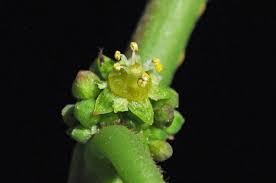 Image result for Bridelia micrantha