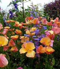 Image result for Eschscholzia