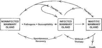 How much immunity does coronavirus vaccine provide. A 100 Year Review Mastitis Detection Management And Prevention Journal Of Dairy Science