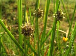Image result for Cyperus laevigatus