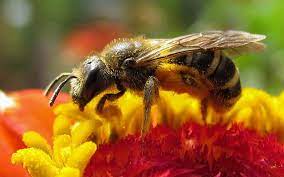 Check spelling or type a new query. Bee Symbiosis Reveals Life S Deepest Partnerships Q A Scientific American