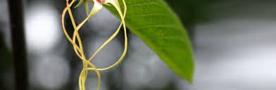 Image result for Strophanthus kombe