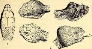 Venomous Snakes Of Missouri Missouris Natural Heritage