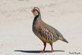 Image result for Alectoris rufa