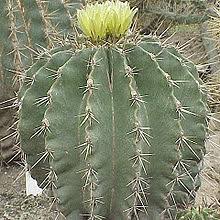 For more details go to edit properties. Ferocactus Wikipedia