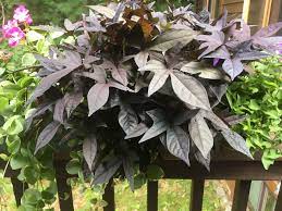 Department of agriculture plant hardiness zones 8 through 11, arrowroot (canna) produces showy leaves striped with deep purple and green hues. Dark Purple Leaf Plant Soul Bridging
