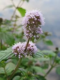 Image result for Mentha aquatica