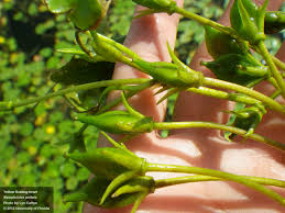 Image result for Nymphoides senegalensis