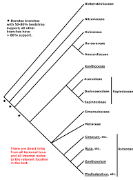 Image result for Kirkiaceae