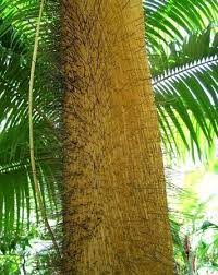 Image result for Acanthophoenix rubra