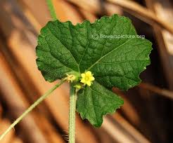 Image result for Cucumis maderaspatanus