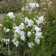 Io sono la mia vita interiore il plasma rubino della mia figura, oh colomba che canti sulla mia fronte azzurra fa' che questa cupola ancora non sia lesa. Campanula Persicifolia Grandiflora Alba I Giardini Dell Indaco