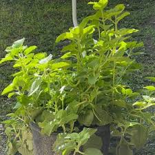 Image result for Coleus amboinicus