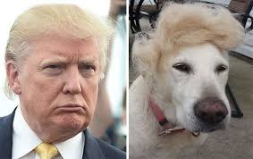 People were given pictures of random people and dogs and asked to match the dogs with th. This Twitter Finds People S Dog Doppelgangers And It S Hilarious Bored Panda