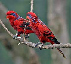 Any of numerous parrots (family loriidae) of australia, new guinea examples of lory in a sentence. Blue Streaked Lory Wikipedia