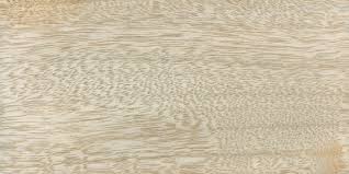 Image result for Antrocaryon