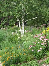 Pin By Julie Salt On Native Plants Landscape Design Native Plants Plants