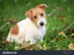 Funny Furry Jack Russell Terrier Happy Stock Photo 1173045034 | Shutterstock