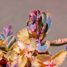 Image result for Kalanchoe fedtschenkoi