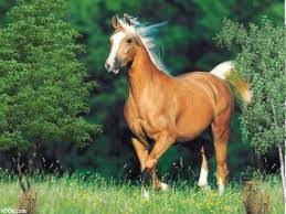 Resultat De Recherche D Images Pour صور حيوانات اليفة Palomino Horse Horses Pretty Horses